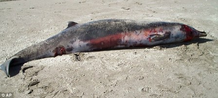 Rare beaked whale washes up dead on north coast beach