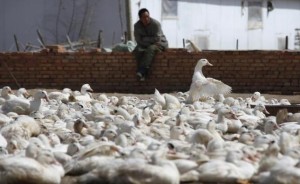 A worker watches over a group of ducks at a duck farm for the production of foie gras, meaning 'fatty liver' in French, in the town of Yanqing, located 70 kilometres north-west of Beijing April 14, 2010. REUTERS/David Gray