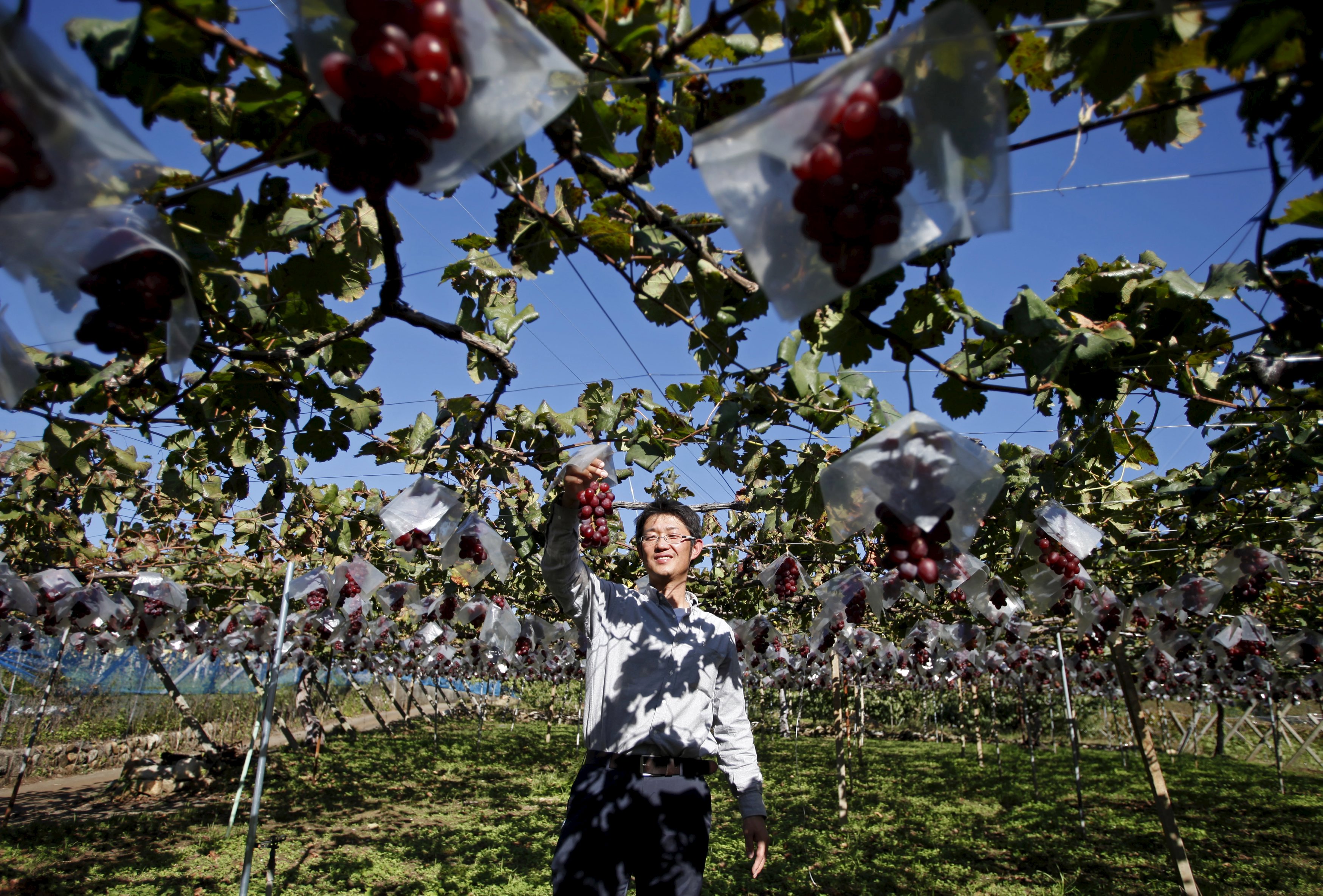 Soichi Furuya, a third generation fruit farmer, holds a bunch of grapes on grape vines at a fruit farm in Fuefuki, Yamanashi prefecture, Japan October 8, 2015. REUTERS/Hyun Oh