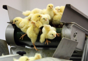 Recently hatched yellow chicks fall off the end of a conveyor belt at the Chelny-Broiler poultry farm, operated by ZAO Agrosila Group, in Naberezhnye Chelny, Russia, on Saturday, Sept. 5, 2015. Russia's $1.1 trillion economy contracted the most since 2009 in the second quarter amid an oil and currency rout exacerbated by tit-for-tat sanctions against the European Union and the U.S. that prompted a ban on imports from French cheese to Polish cabbage. Photographer: Andrey Rudakov/Bloomberg