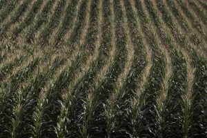 A corn field is seen in DeWitt, Iowa in this July 12, 2012 file photo. REUTERS/Adrees Latif/Files