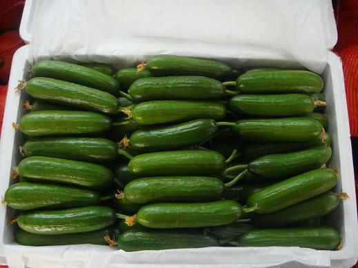Poland increases cucumber imports from Ukraine