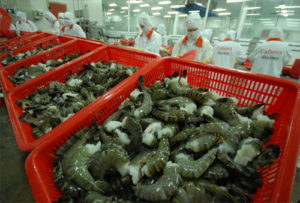 Vietnam Shrimp exports in 2016 rise 6.7%