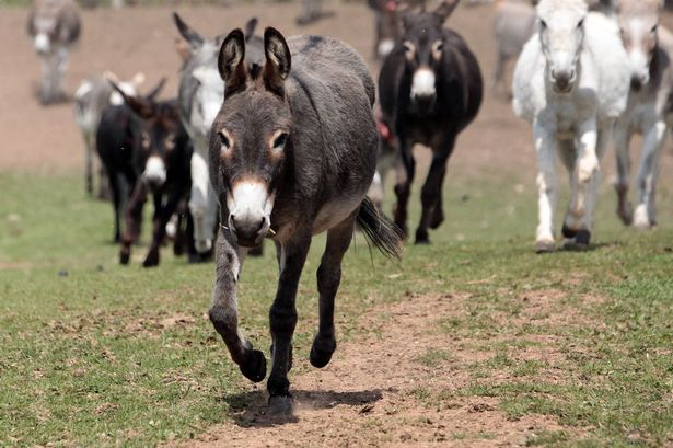 Chinese arrest in South Africa on donkey smuggling