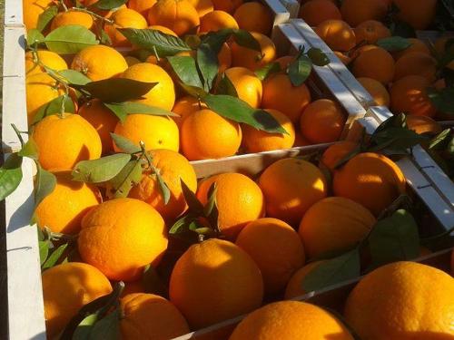 South African CGA forecasts citrus export volumes to rise