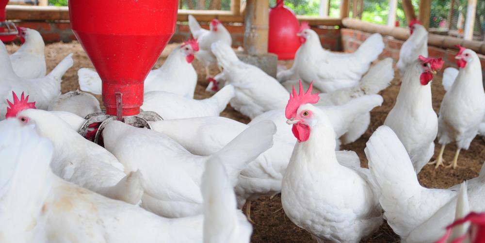 Singapore poultry imports unaffected of bird-flu: AVA