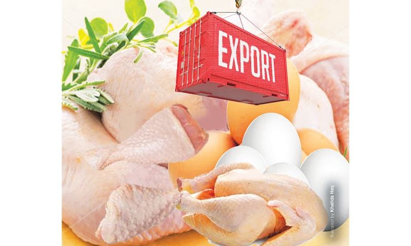 Denmark optimistic for a come-back in poultry exports