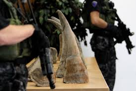 Thai Customs seizes rhino horns worth $5m
