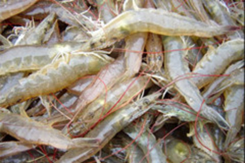 Vietnam requests Australia to reverse ban on shrimp imports