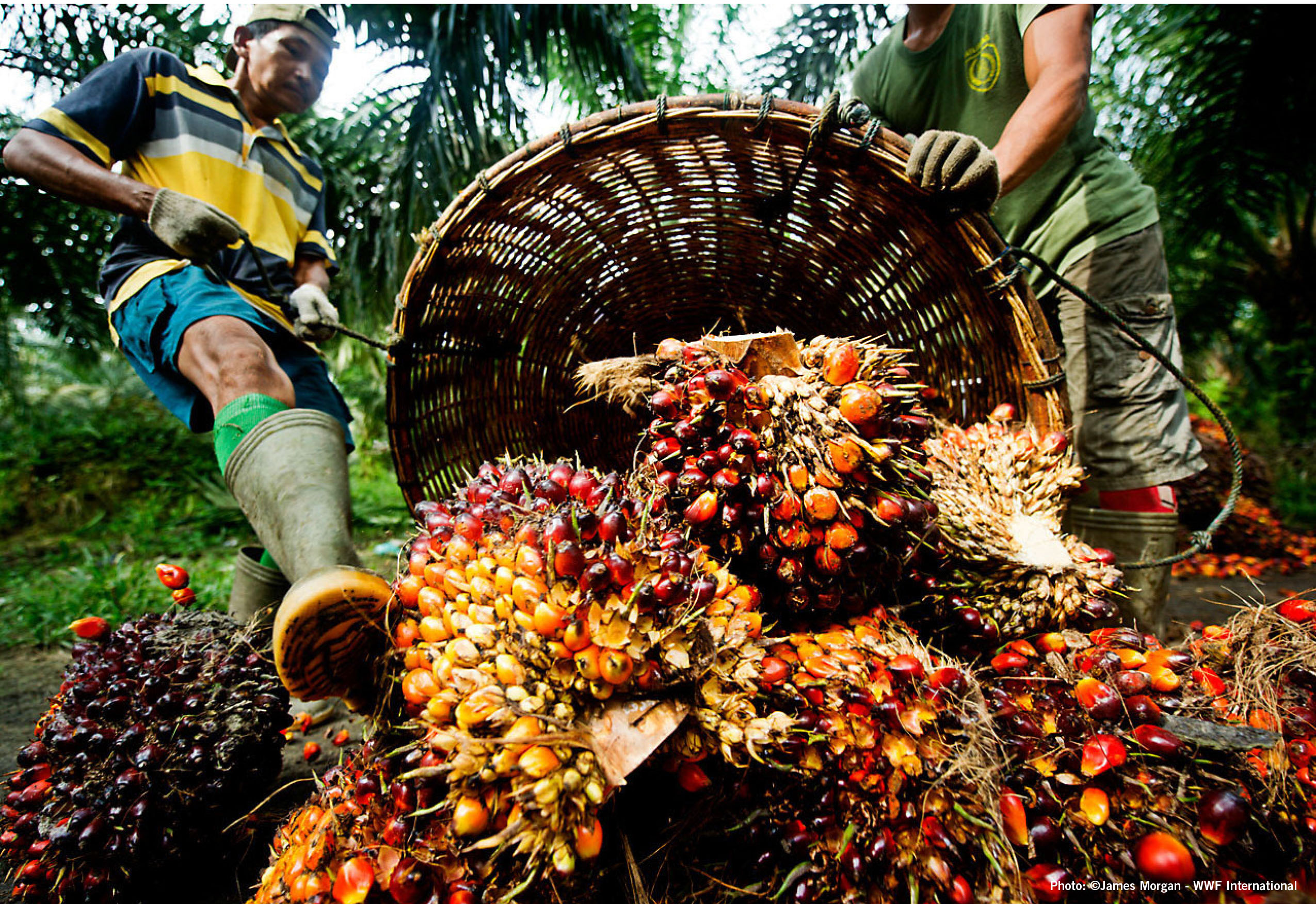 Malaysian Palm Oil
