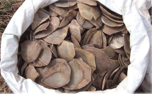 Vietnam Customs seizes pangolin scales in Hanoi