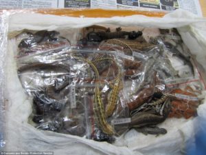 smuggling reptiles