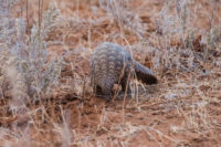 Ground Pangolin (Manis temminckii) facing camera, Namibia, October