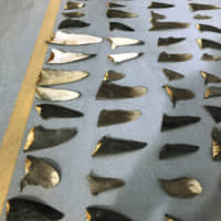 This Nov. 28, 2018 photo provided by the United States Attorney's Office and introduced as evidence in court in Honolulu shows some of the hundreds of shark fins seized from a Japanese fishing boat. U.S. prosecutors in Hawaii accuse the owner and officers of the Japanese fishing boat of helping Indonesian fishermen smuggle nearly 1,000 shark fins. Hamada Suisan Co. Ltd., the Japanese business that owned the vessel, and JF Zengyoren, a Japanese fishing cooperative, were charged on Dec. 11, 2018, with aiding and abetting the trafficking and smuggling of shark fins. (U.S. Attorney's Office via AP)