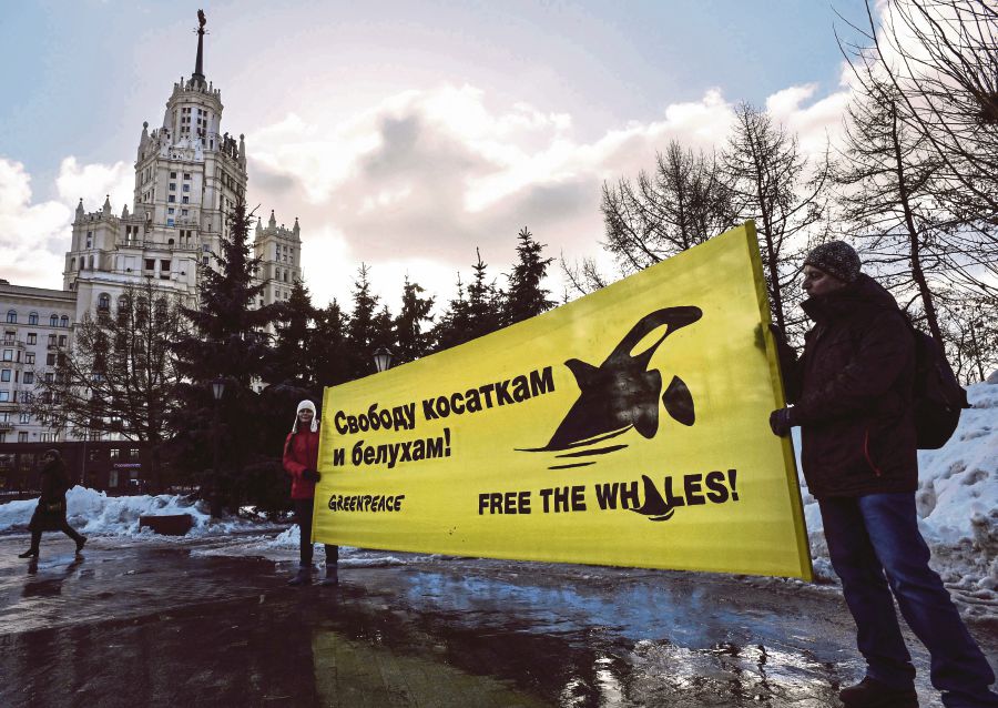 Greenpeace activists and supporters rally in Moscow on February 16, 2019, demanding the release of orcas and white whales held at a holding facility in the town of Nakhodka. - Dozens of orcas and beluga whales captured for sale to oceanariums have brought Russia's murky trade into the spotlight, but efforts to free them are blocked by government infighting. (Photo by Alexander NEMENOV / AFP)