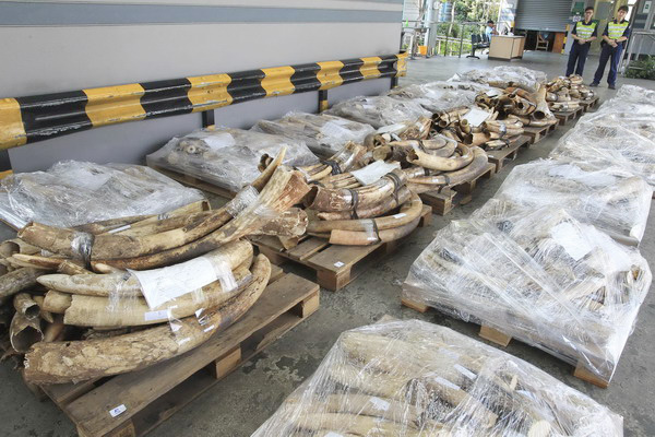 Seized elephant tusks are presented by Hong Kong Customs in Hong Kong October 20, 2012. Customs officers have made a record seizure of smuggled ivory - with the discovery of more than 1,200 elephant tusks and a batch of ivory ornaments worth more than HK$26 million ($3.3 million) during a joint operation with Guangdong authorities, government radio reported on Saturday. Picture taken October 20, 2012. 

REUTERS/Apple Daily   (CHINA - Tags: ENVIRONMENT ANIMALS CRIME LAW) NO SALES. NO ARCHIVES. FOR EDITORIAL USE ONLY. NOT FOR SALE FOR MARKETING OR ADVERTISING CAMPAIGNS. NO ONLINE USE. NOT FOR SALE FOR INTERNET DISPLAY. THIS IMAGE HAS BEEN SUPPLIED BY A THIRD PARTY. IT IS DISTRIBUTED, EXACTLY AS RECEIVED BY REUTERS, AS A SERVICE TO CLIENTS. MANDATORY CREDIT. HONG KONG OUT. NO COMMERCIAL OR EDITORIAL SALES IN HONG KONG. TAIWAN OUT. NO COMMERCIAL OR EDITORIAL SALES IN TAIWAN. TEMPLATE OUT