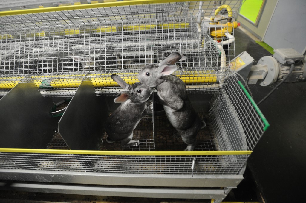 Orylag rabbits are seen in cages on December 19, 2017, in Vandre, western France, at the livestock farm of Jean Boutteaud, also President of the Orylag cooperative. - The association L214, which fights for animal welfare, denounced on December 19, 2017, the treatment allegedly suffered by rabbits used for their fur by luxury brands, in three farms and a slaughterhouse in the south-west of France. (Photo by XAVIER LEOTY / AFP)