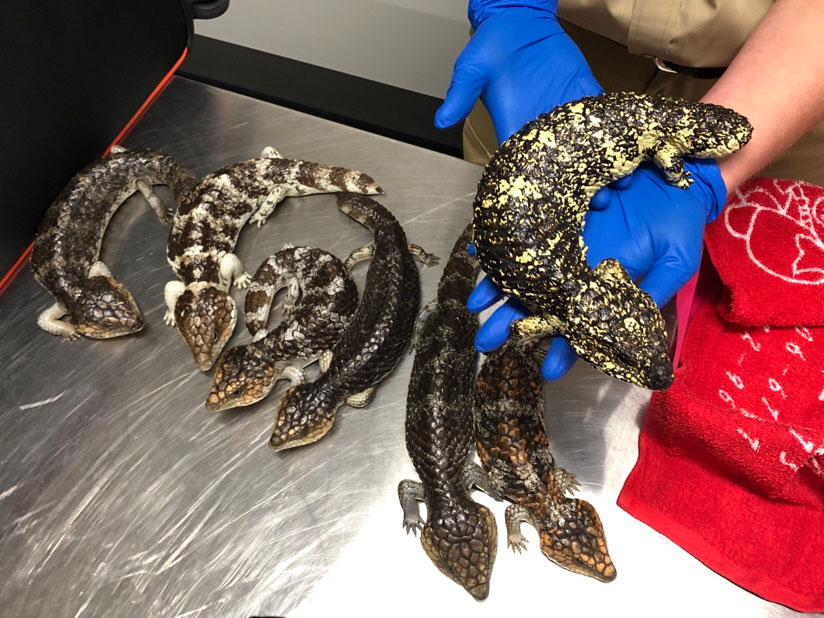 Some of the lizards seized