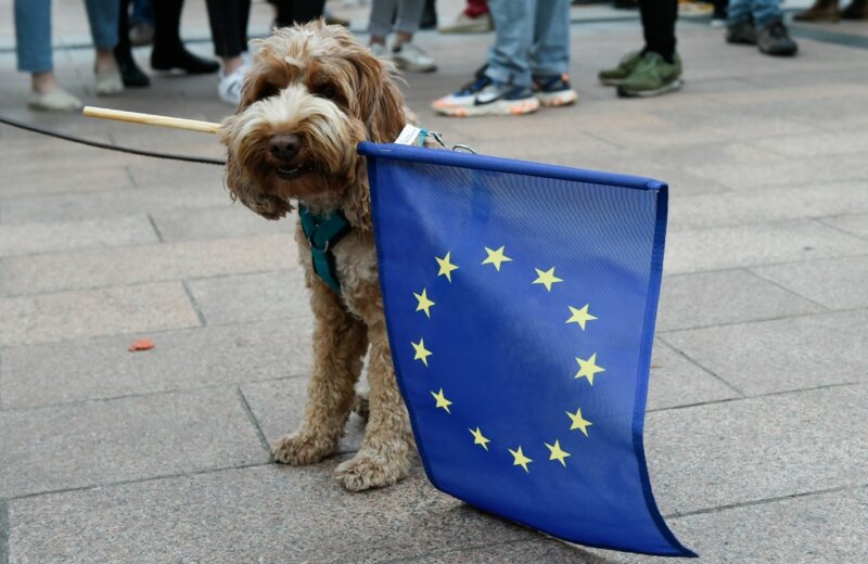 A dog holds an European flag outside the European Parliament as people wait for the European elections results in Brussels on May 26, 2019. (Photo by JOHN THYS / AFP)